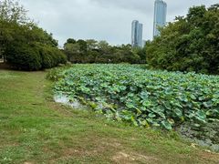 -艾溪湖湿地公园