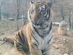 -栾川竹海野生动物园