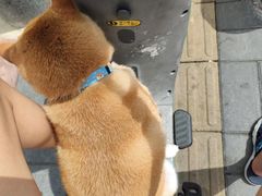 -萌宠之家·腊肠犬·马尔泰·小体犬舍