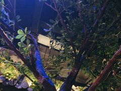 -绿茶餐厅(昆明世纪金源店)