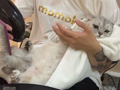 -momokira米努特·德文卷毛猫·棉花面纱犬