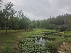 -黄海国家森林公园