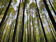 -山王坪喀斯特国家生态公园