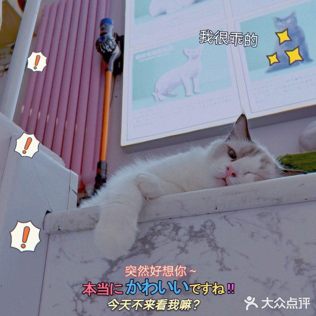 呼和浩特｜小巷里的猫客厅