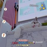 呼和浩特｜小巷里的猫客厅