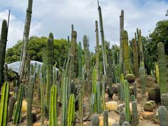 -深圳仙湖植物园