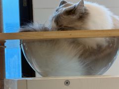 -有喵·猫咖·狗咖·30几只猫10只小狗(岗厦店)