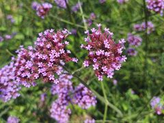 -紫颐香薰山谷景区