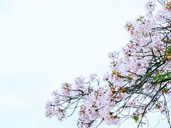 -上海南浦大桥长途旅游客运站