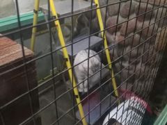 -猫咪博物馆(顶澳仔猫街店)