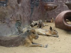 -大连森林动物园