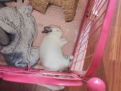 -雨林宠物医院 非犬猫异宠专科