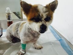 -爱侣宠医·鹦鹉专科·小型哺乳类·异宠专科(灵石路店)