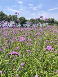 -DORA kids 朵拉儿童摄影花园店