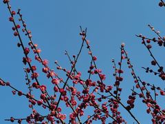 -杭州植物园