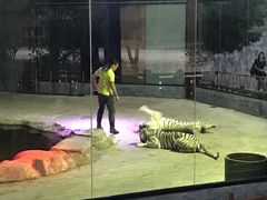 -清迈夜间动物园