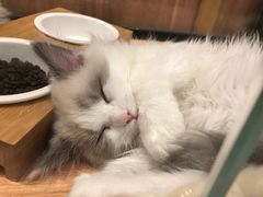 -袖虎·猫馆(体育西路店)