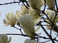 -昆山城市生态森林公园