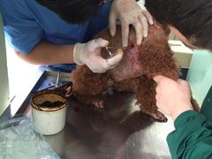 iphone_upload_pic-致善宠物医院(体育路店)