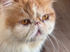 -有猫主题·治愈系猫咖(曾厝垵店)