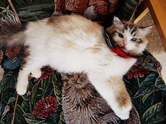 -平行世界·猫咖(首经贸店)