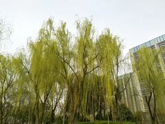-南翔镇银翔湖公园