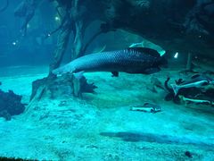 -华夏文旅海洋公园