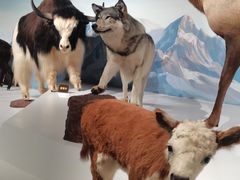 -陕西自然博物馆