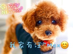 -艾贝尔宠物医院·24H转诊中心·肿瘤猫专科(江宁双龙店)