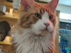 -平行世界·猫咖(首经贸店)