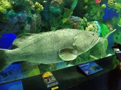 -瑞普利水族馆