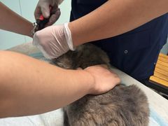 -关爱动物医院·心脏·中兽医·异宠(金牛路分院)