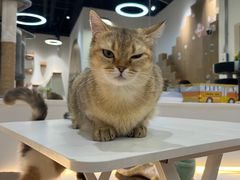 -COLOR PETS 撸猫馆·购猫·猫咖(长风大悦城店)