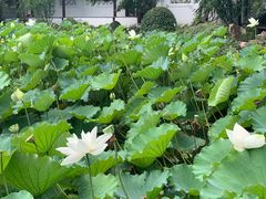 -上海醉白池公园