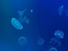 -芜湖新华联大白鲸海洋公园