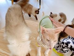 -猫在这儿猫咪咖啡馆·撸猫馆