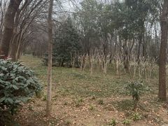 -洛阳市隋唐城遗址植物园