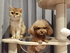 -东方名猫馆·英短金渐层布偶猫舍(环线广场1号楼店)