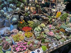 -朝来春花卉市场