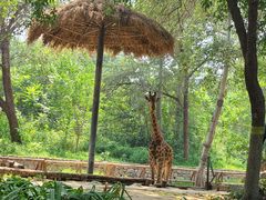 -北京野生动物园