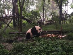 景点-成都大熊猫繁育研究基地