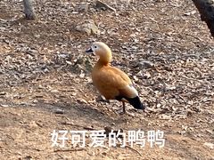 -南京老山国家森林公园
