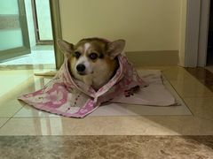 -宠物星动物医院·眼科·异宠·猫科(江南大道总院)