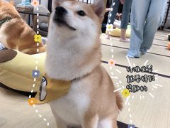 -逗柴咖啡屋·狗咖猫咖宠物桌游