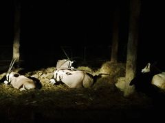 -清迈夜间动物园