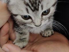 -爱诺耐芙动物医院(万博店)