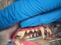 -艾贝尔宠物医院·24H转诊中心·肿瘤猫专科(江宁双龙店)