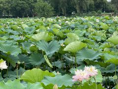 -荷塘月色湿地公园·向阳花洲