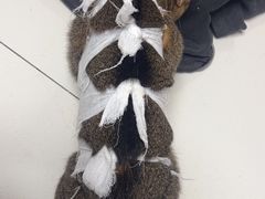 -瑞派·关忠动物医院·异宠专科·犬猫肿瘤·皮肤专科(望京店)