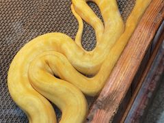 -上海大自然野生昆虫馆(东方明珠·爬宠昆虫探索中心)